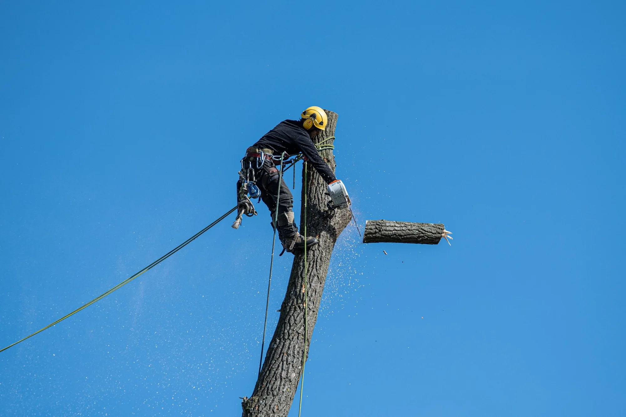 Topkapning i Sorø: klatrende arborist tager toppen ned i sektioner